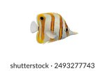 Copperband Butterflyfish 4K Resolution White Background