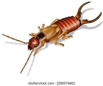 568 Earwig On White Background Images, Stock Photos & Vectors ...