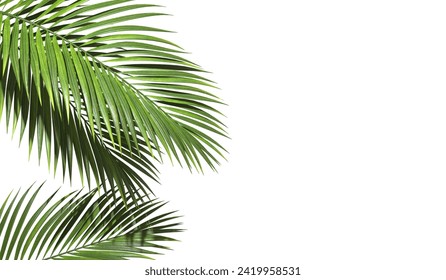 Copy space with palm leaves border on white backgrounds realistic 3d rendering