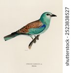 Coracias Garrulus Lin (European Roller) by Magnus Von Wright (1836), scientific illustration, vintage zoological poster, vintage animal drawing of bird, watercolor painting of green bird 