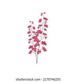 Coral Bells Heuchera Flowers Illustration