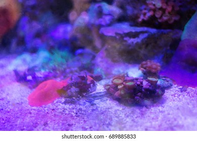 海水魚 のイラスト素材 画像 ベクター画像 Shutterstock