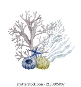 Coral Sea Urchins Watercolor Illustration Stock Illustration 2155805987 ...