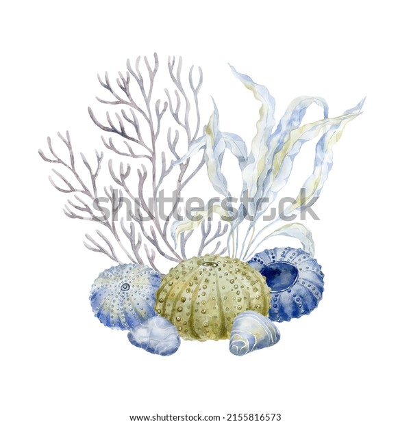 530 Sea Urchin Watercolor Images, Stock Photos & Vectors 