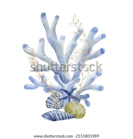 Coral and shells. Watercolor illustration.