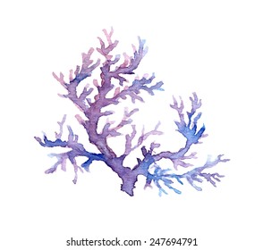 Coral. Watercolor