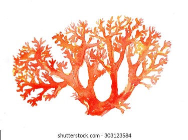 Coral watercolor illustration