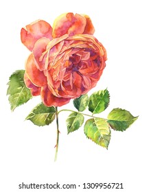Red Rose Flower Botanical Watercolor Stock Illustration 214563424 ...