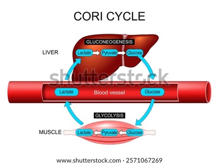 Cori cycle. Differences between glycolysis and gluconeogenesis. Energy homeostasis. Anaerobic metabolism. Glucose-lactate recycling. Liver glucose synthesis. Lactate production. Exercise physiology