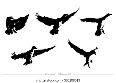 Cormorant  - (Phalacrocorax carbo) Silhouettes