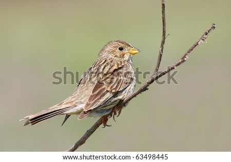 Similar – Image, Stock Photo A corn bunting bird sitting amidst bright yellow oilseed rape flowers