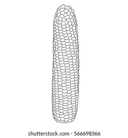 corn cob contour on white background of illustration