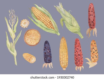 
Corn cob grain leaves. hand-drawn watercolor illustration. Print textile matern vintage retro sketch. Agriculture farm harvest