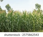 Corn is a grain plant that serves as a staple food in many countries. It has tall stalks with long leaves, and its fruit grows in cobs lined with rows of small kernels that are typically yellow, white