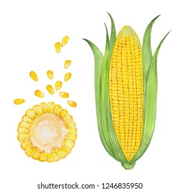 9,469 Watercolor corn Images, Stock Photos & Vectors | Shutterstock