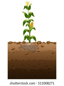 Corn Plant With Roots Underground Illustration