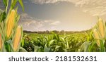 Corn seeds and green leaves at Corn field in sunset background. 3D illustrations. of free space for your texts and branding.