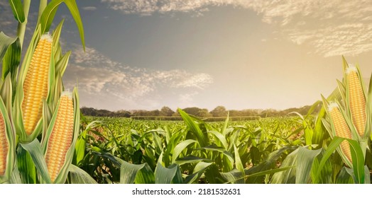 Corn seeds and green leaves at Corn field in sunset background. 3D illustrations. of free space for your texts and branding. - Powered by Shutterstock