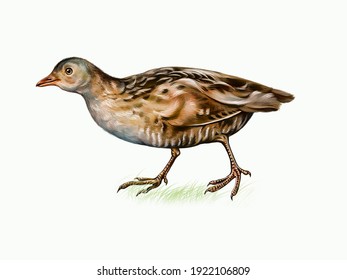 The Corncrake (Crex Crex) Realistic Drawing Illustration For Encyclopedia Of Animals And Birds Isolated Image On White Background