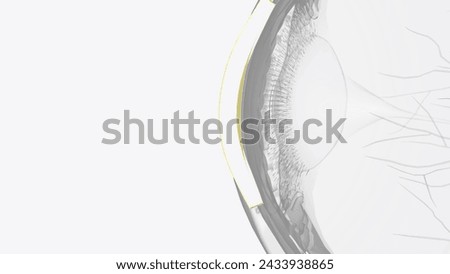 The cornea is the clear outer layer at the front of the eye 3d illustration