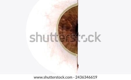 The cornea is the clear outer layer at the front of the eye 3d illustration