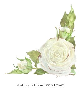 Corner composition of white roses, buds and leaves. Watercolor illustration. Isolated on a white background.For design of sticker, dishes, greeting card, cosmetics packaging, wedding invitation.