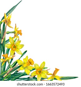 Corner frame of realistic yellow narcissuses and green leaves. Blossoming inflorescences. Festive and ceremonial decor for spring events. Watercolor hand painted isolated elements on white background.
