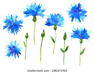 Dessin Fleur Bleuet Images Stock Photos Vectors