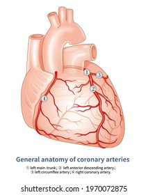 Coronary Artery Is The Artery System Which Supplies The Heart, Which Originates From The Coronary Sinus Of The Root Of The Aorta, Which Is Mainly Divided Into The Left And The Right Coronary Artery.