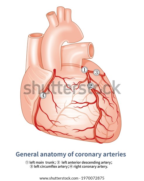 Coronary artery is the artery system which\
supplies the heart, which originates from the coronary sinus of the\
root of the aorta, which is mainly divided into the left and the\
right coronary\
artery.