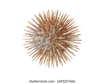 Coronavirus, COVID-19 under electron microscope, 3D image virus image