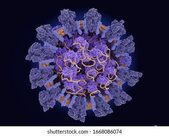 The coronavirus has 4 structural proteins: S (dark blue),  E (violet), M (light blue) attached to the lipid membrane (orange), and the N (light violet)  protein holding the RNA. 3d rendering
