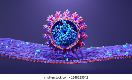 Coronavirus, SARS‐Cov‐2 Infects A Humain Cell, The Virus Enter By Using A Spike Protein Attache To A Receptor On Cells Called ACE2. 3d Illustration
