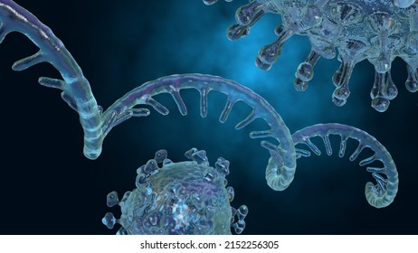 Coronavirus Single RNA Strand. Medical Illustration. 3D Rendering