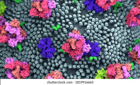 The Coronavirus Spike Protein That Mediates Coronavirus Entry Into Host Cell. 3d Illustration