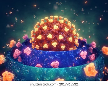 Coronavirus Variants Or Strains Are The Result Of Viral Mutation, 3d Illustration. The Coronavirus (COVID-19) Is A Highly Infectious Virus That Causes Severe Acute Respiratory Syndrome(SARS). 