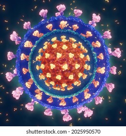 Coronavirus Variants Or Strains Are The Result Of Viral Mutation, 3d Illustration. The Coronavirus (COVID-19) Is A Highly Contagious Virus That Causes Severe Acute Respiratory Syndrome(SARS). 