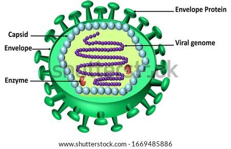 coronaviruses are a type of virus. . A newly identified type has caused a recent outbreak of respiratory illness now called COVID-19 that started in china Stock photo © 