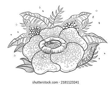 rafflesia drawing