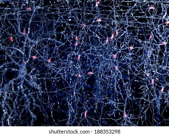 Cortex neurons