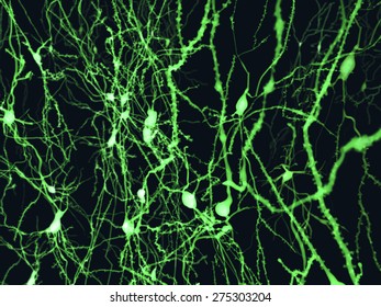 Cortical neurons marked by fluorescence