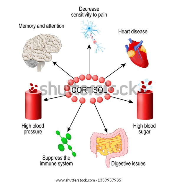 Cortisol Hormone Functions Body Hormone Released Stock Illustration ...