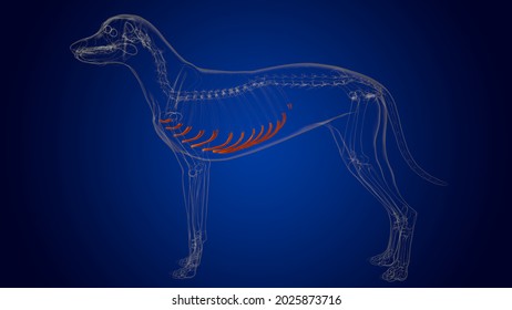 Costal Cartilage Bones Dog Skeleton Anatomy Stock Illustration ...