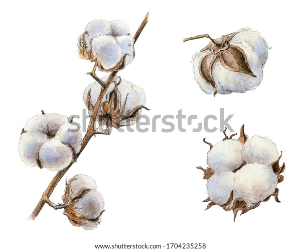 Cotton Flower Buds Isolated On White Stock Illustration 1704235258 ...