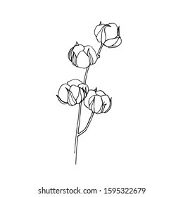 Cotton Illustration On White Background. Cotton Sketch. Cotton Flower. Hand Drawn Cotton Brunch