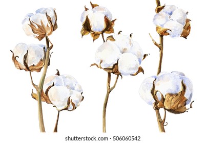 Cotton Plant