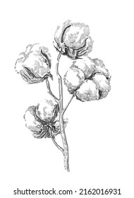 Cotton  Plant Hand Drawing  Illustration 