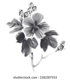 Cotton Rosemallow Flower Ink Illustrations