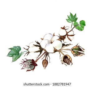 Cotton Sprig Leaves Buds Stock Illustration 1882781947