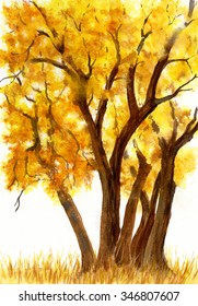 Cottonwood Trees Late Fall.  this is a hand painted watercolor landscape of cottonwood trees in the late fall with yellow and orange leaves with a white background
